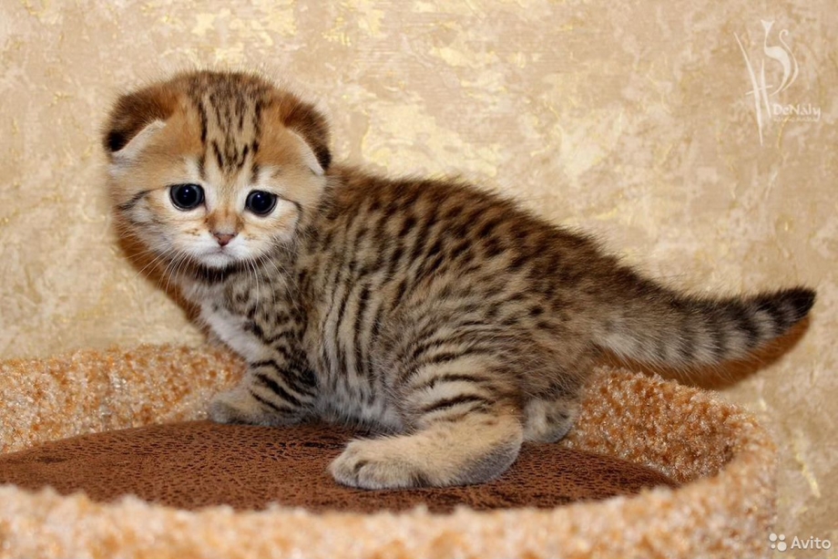 Скоттиш фолд тигровый