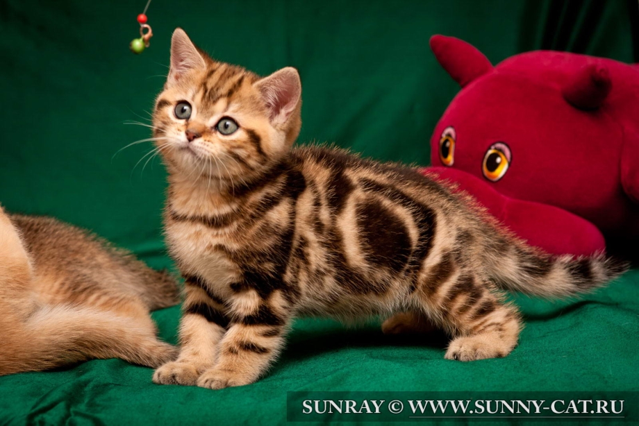 Бенгальская вислоухая кошка