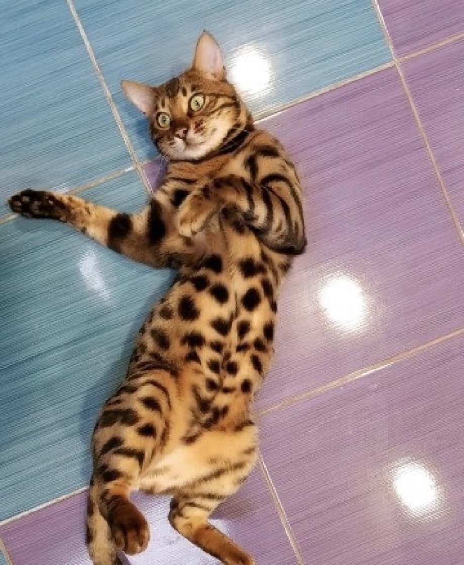 Соломон бенгальский кот