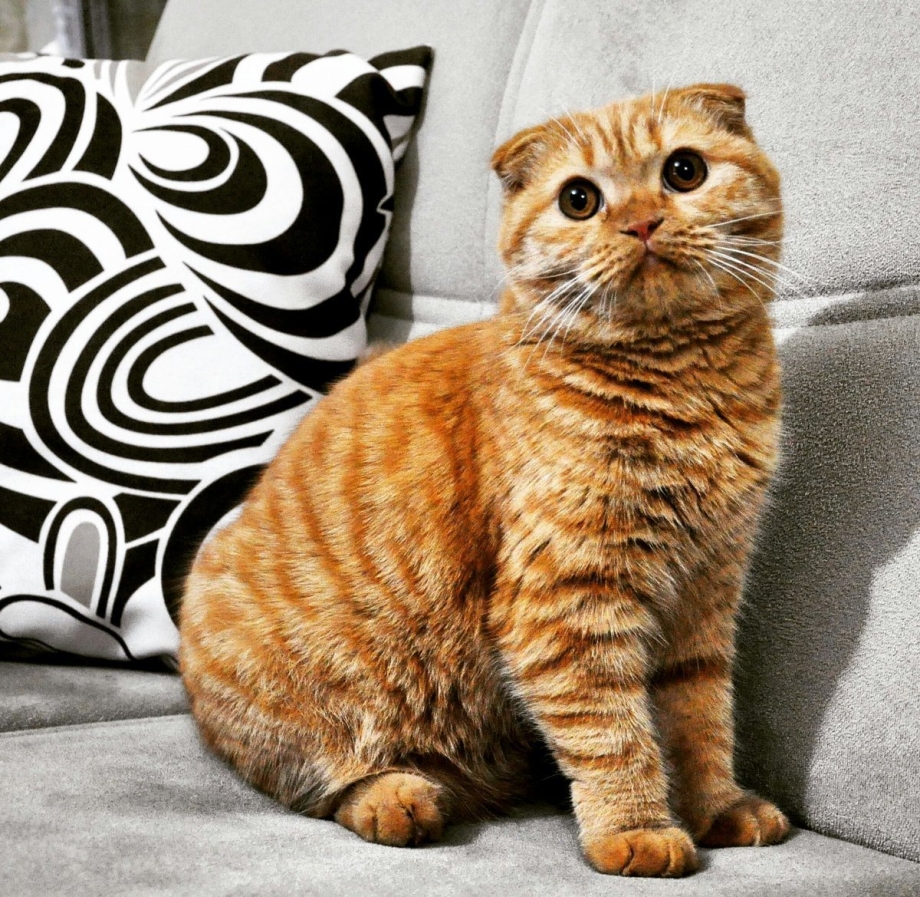 Бенгальская кошка