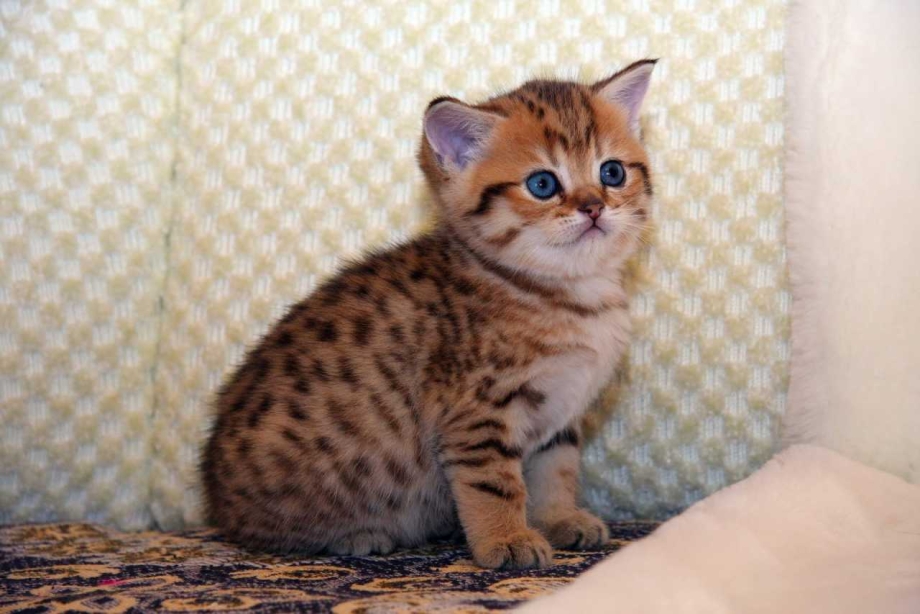 Котёнок Эмилия