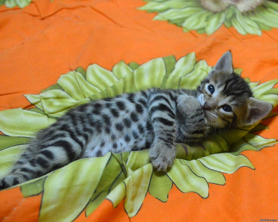 Египетский шотландец кот