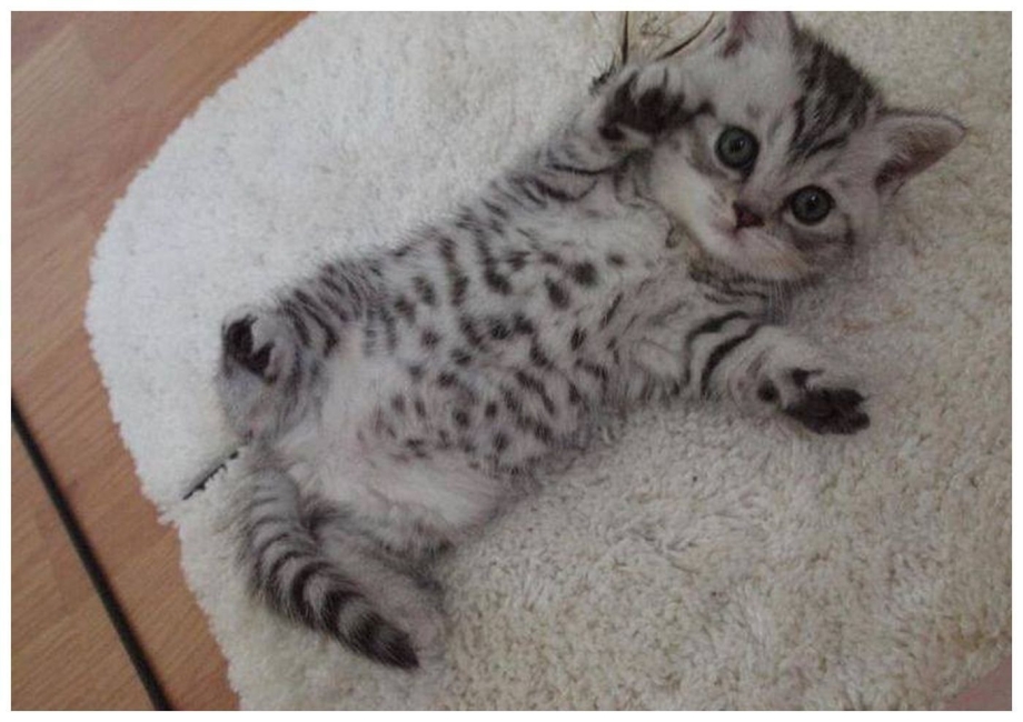 Бенгальский вислоухий кот