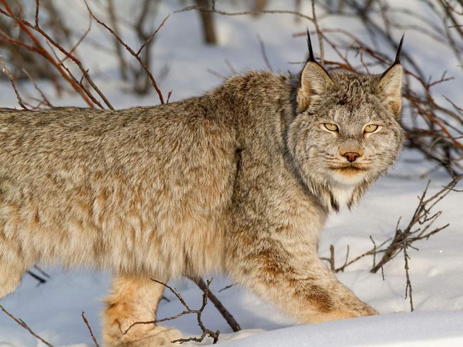 Канадская Рысь Lynx canadensis