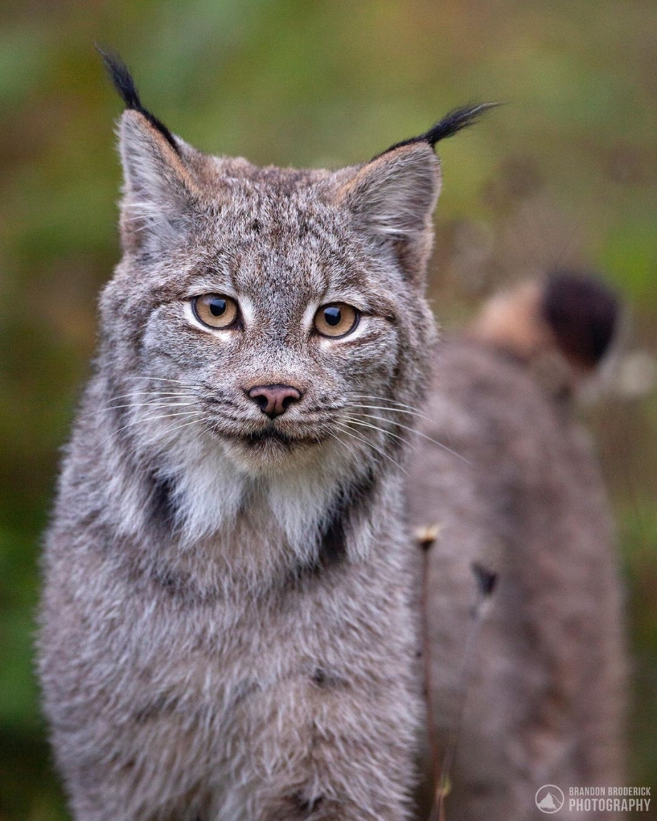 Канадская Рысь Lynx canadensis