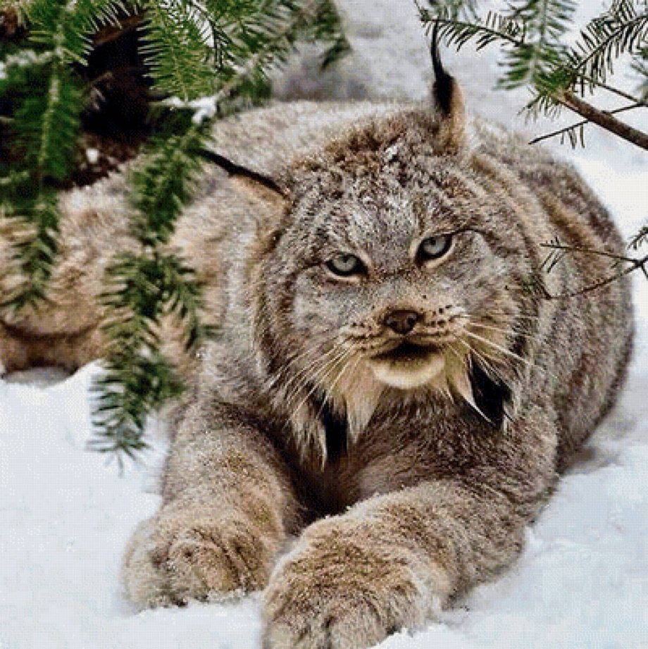 Канадский рис