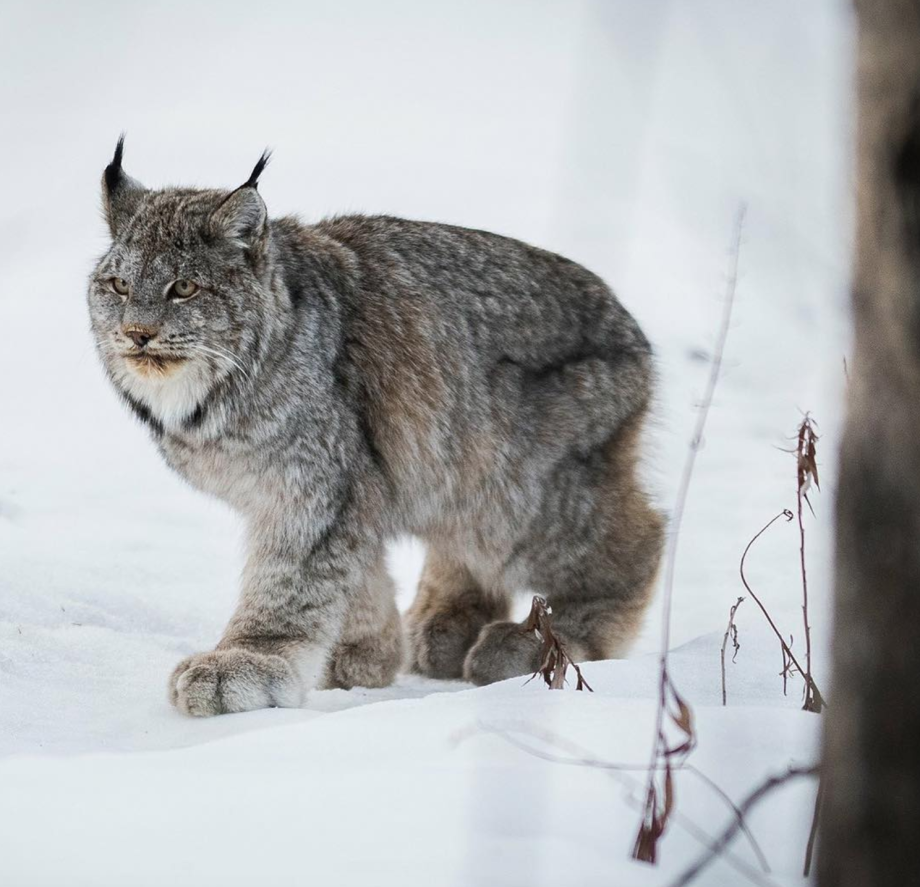 Канадская Рысь Lynx canadensis
