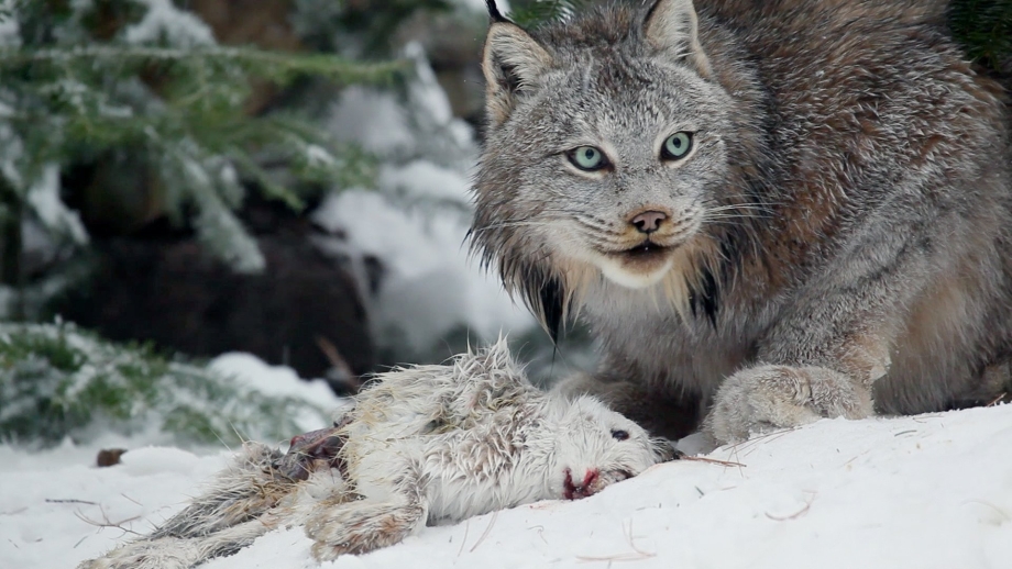 Lynx canadensis