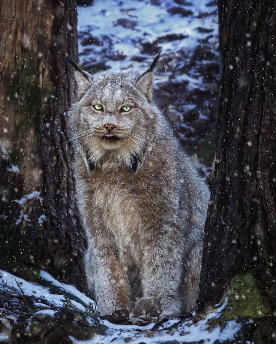 Канадская Рысь Lynx canadensis