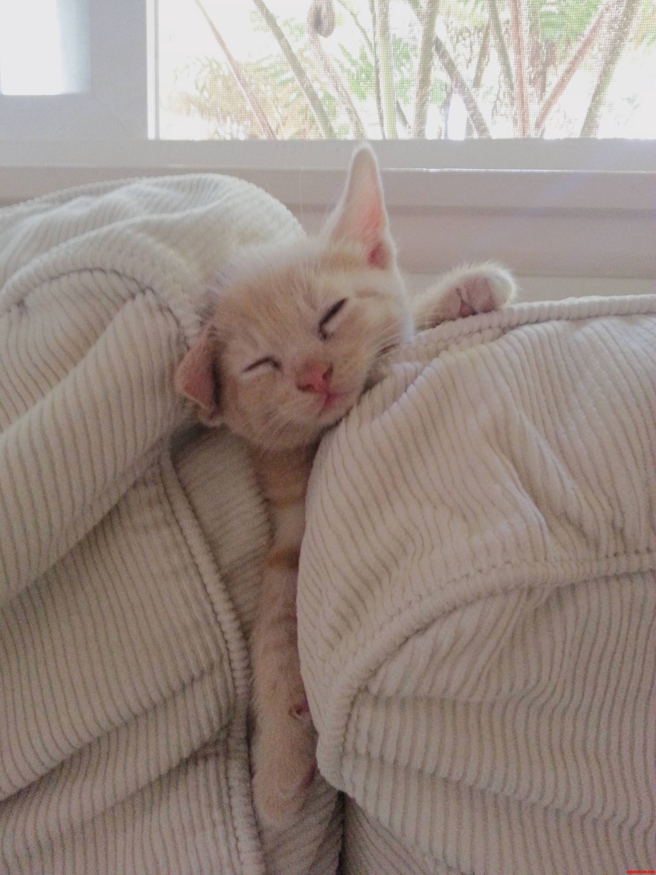 Коты спят смешно
