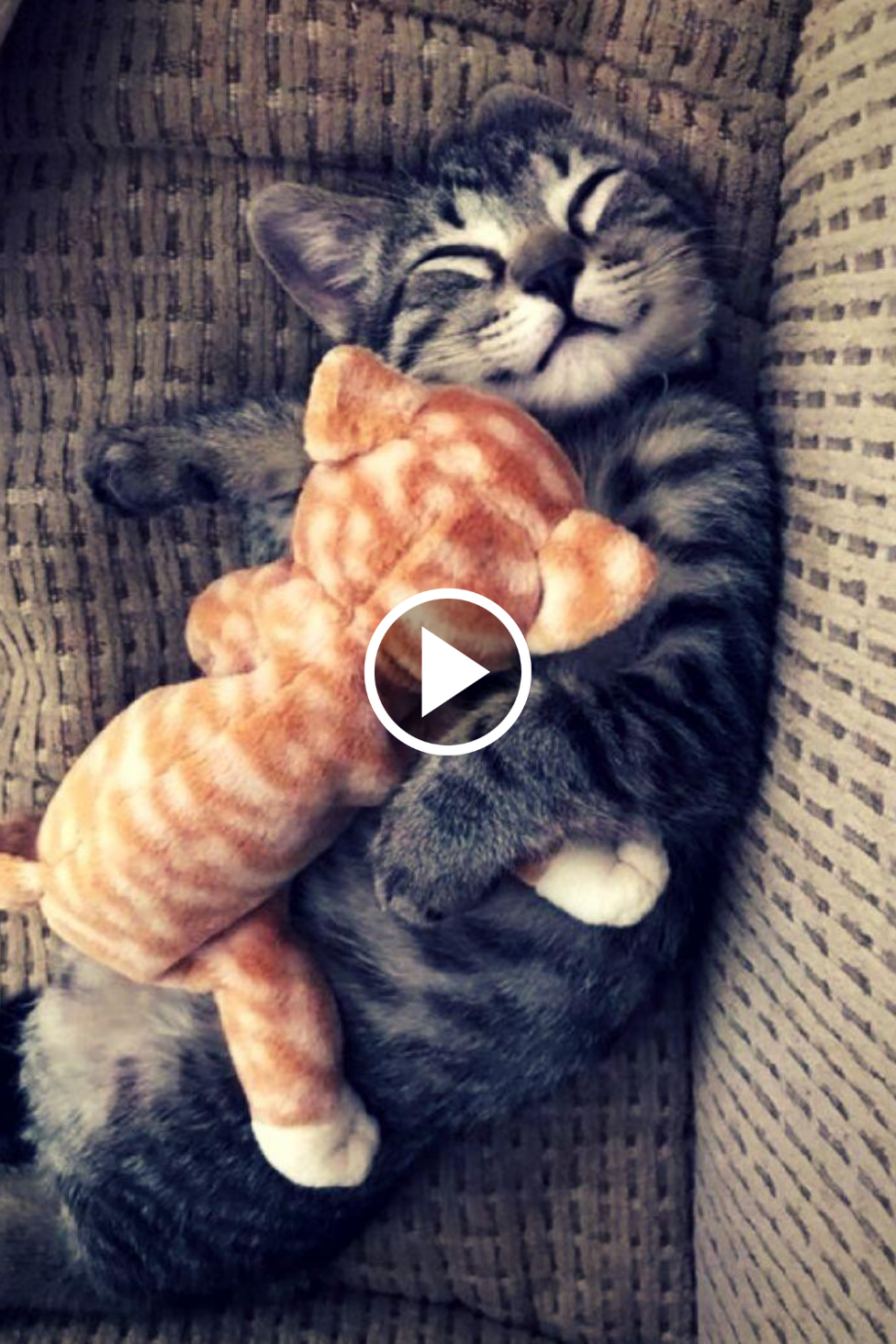 Спящие коты