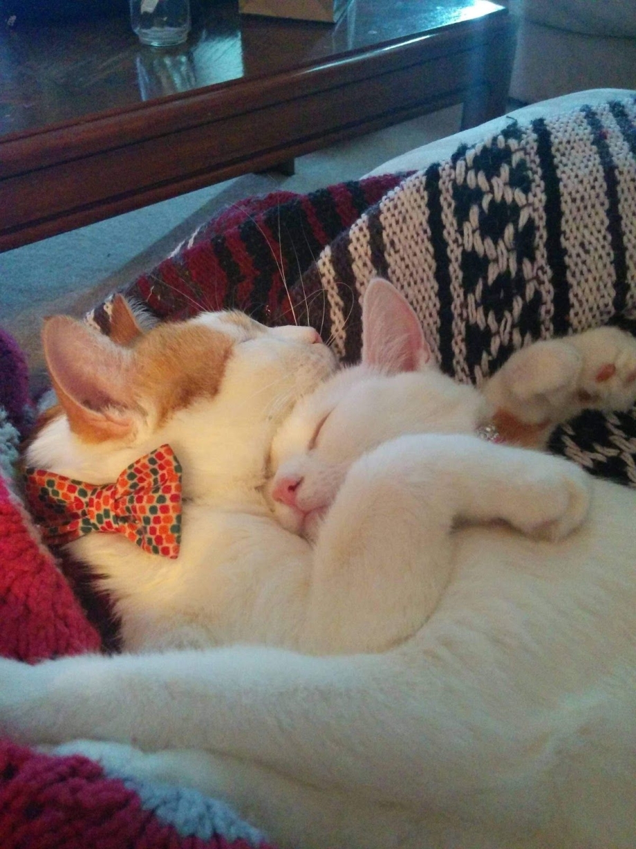 Кошка спит