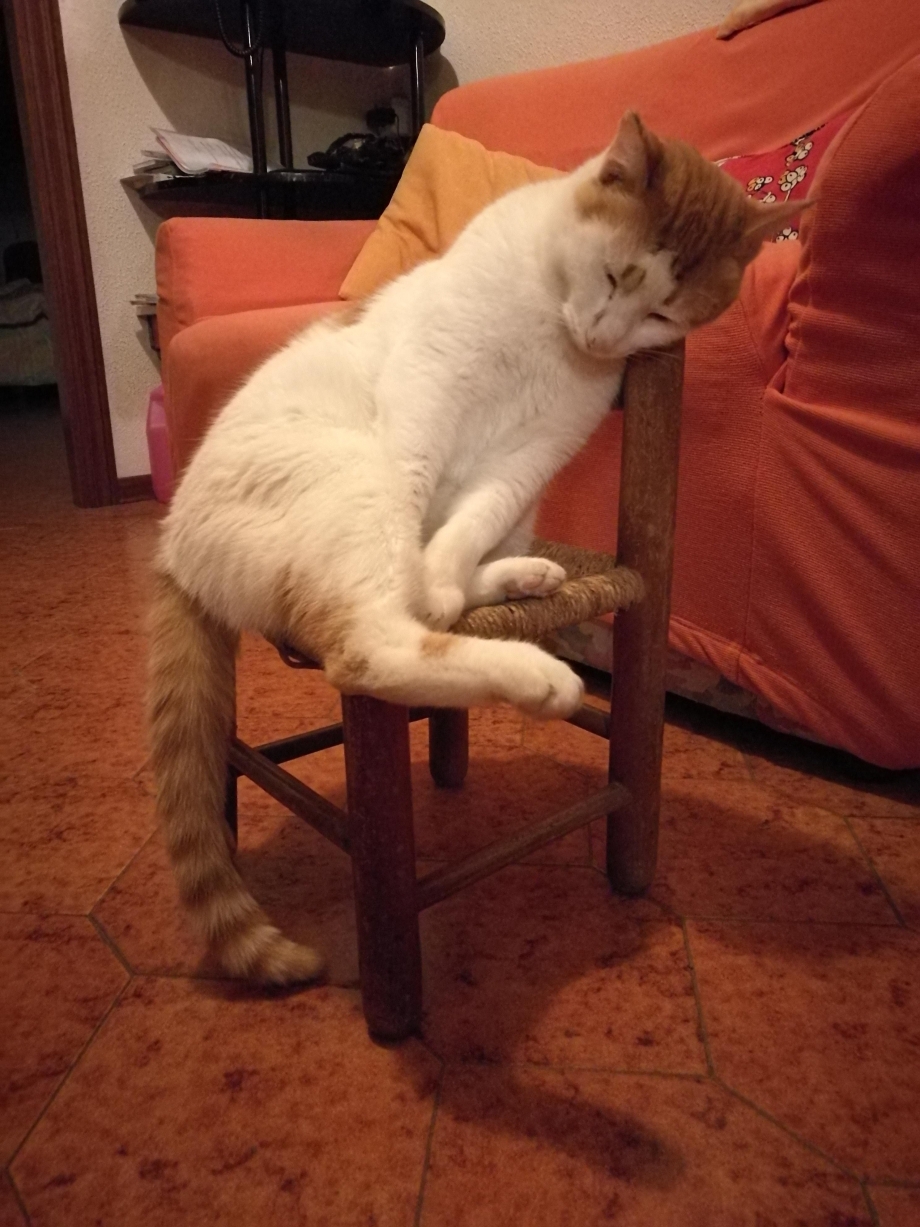 Котики в смешных позах