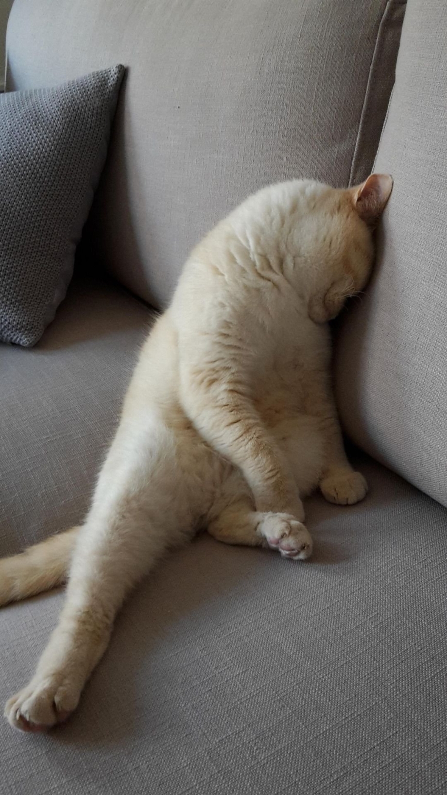 Кот дрыхнет