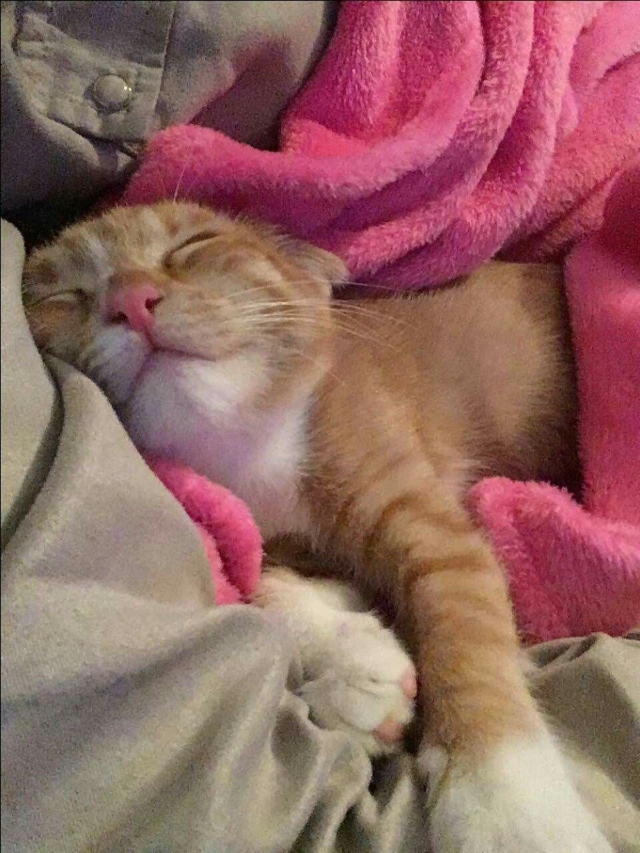 Спящий кот смешной