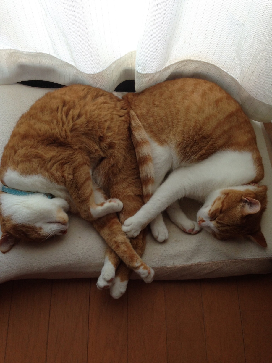 Кошка спит