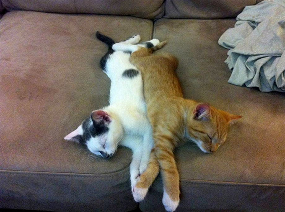 Кошка смешно спит