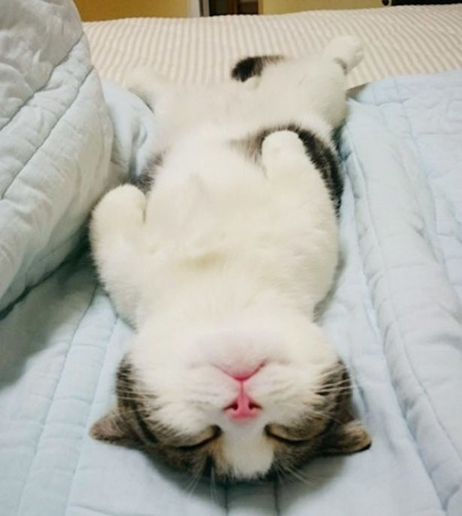 Кошка смешно спит