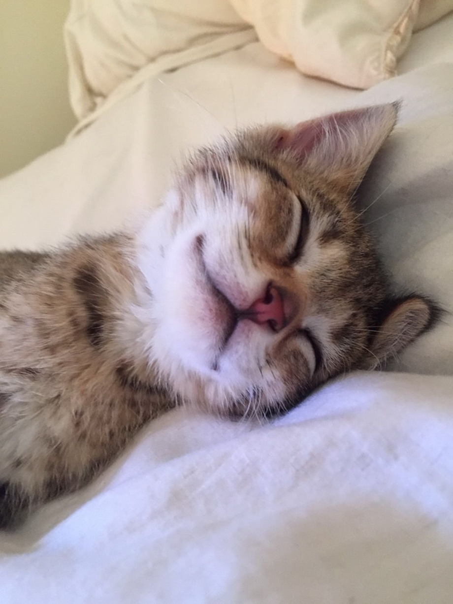 Спящие котики