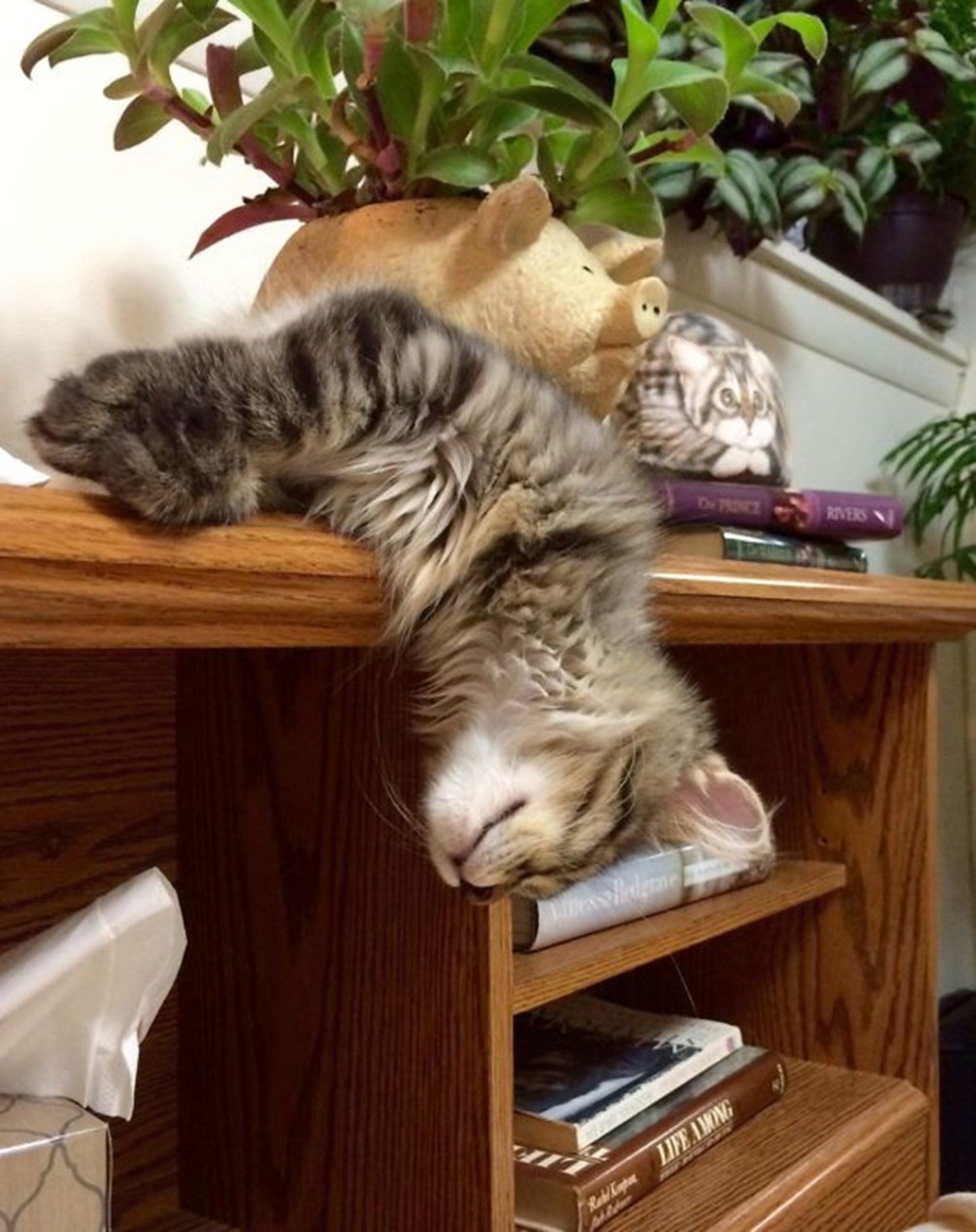 Кот смешно спит