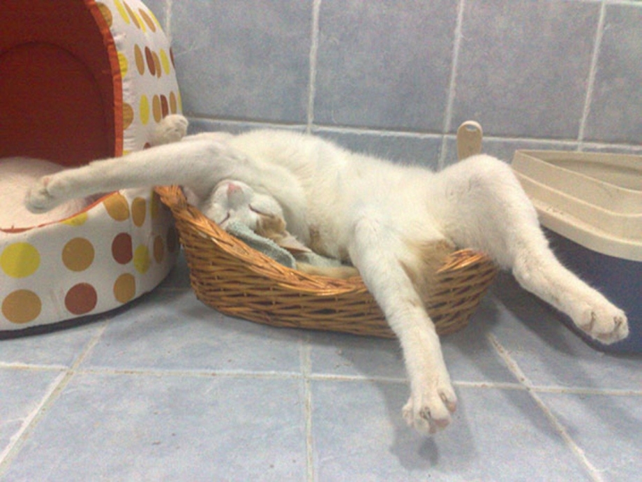 Смешные позы спящих котов