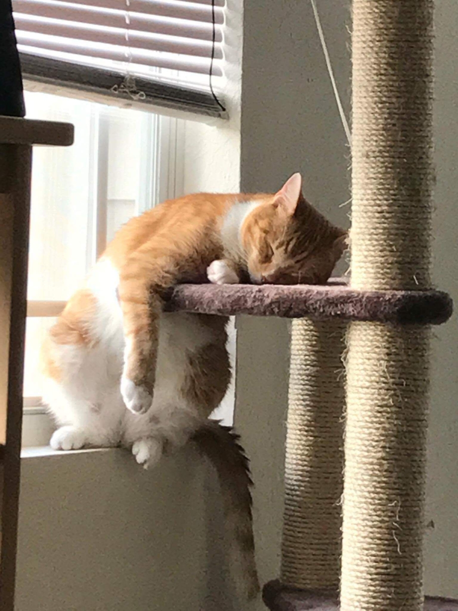 Коты спят смешно