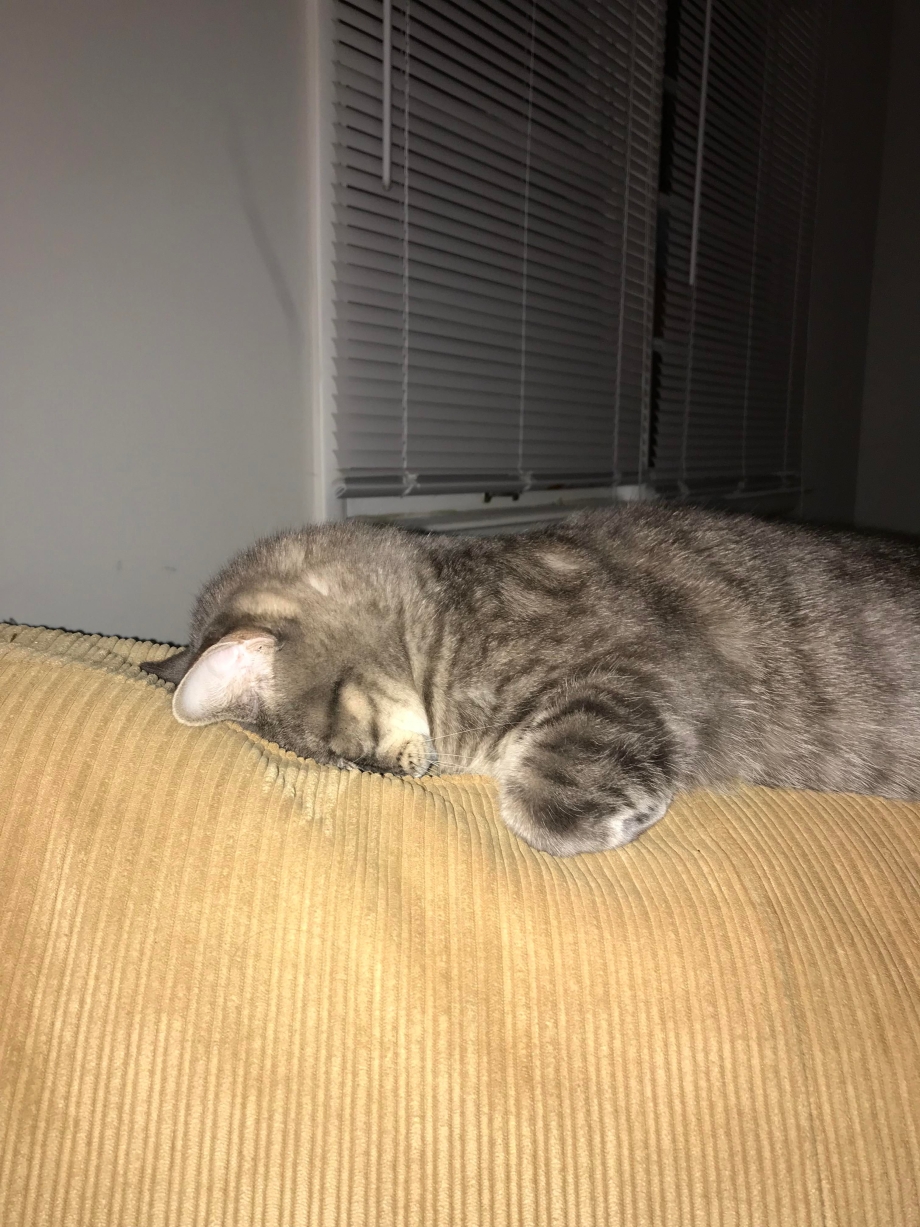 Прикольные спящие коты