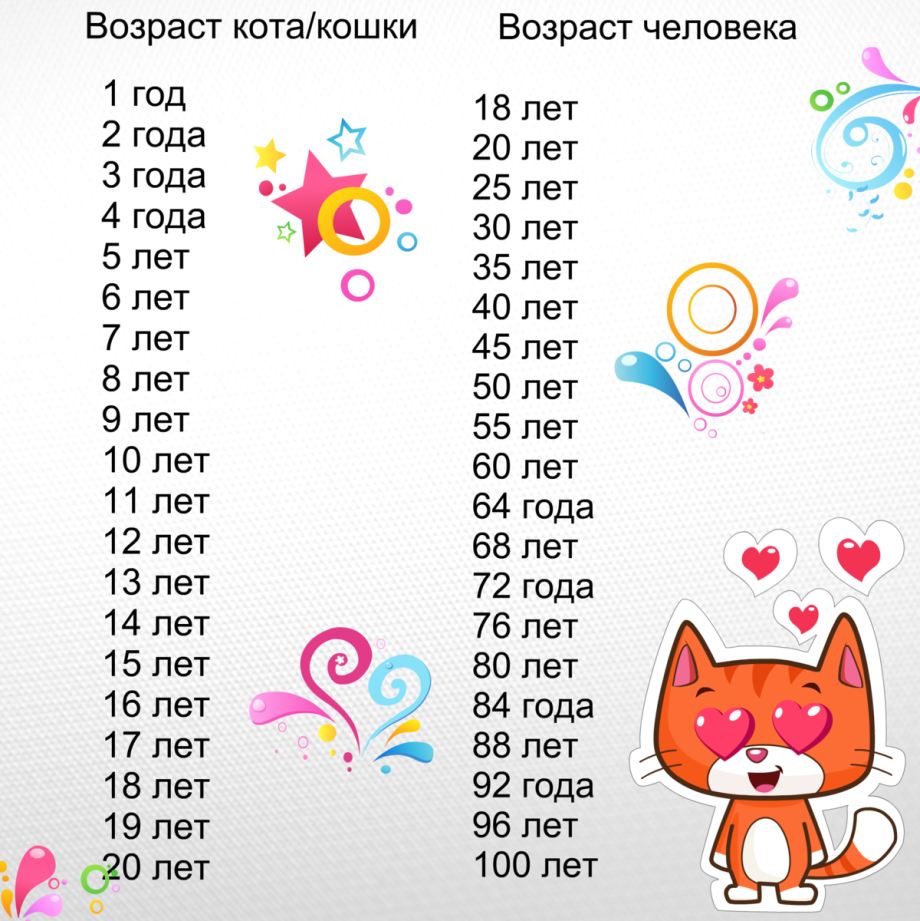Кошачий Возраст по человеческим меркам таблица