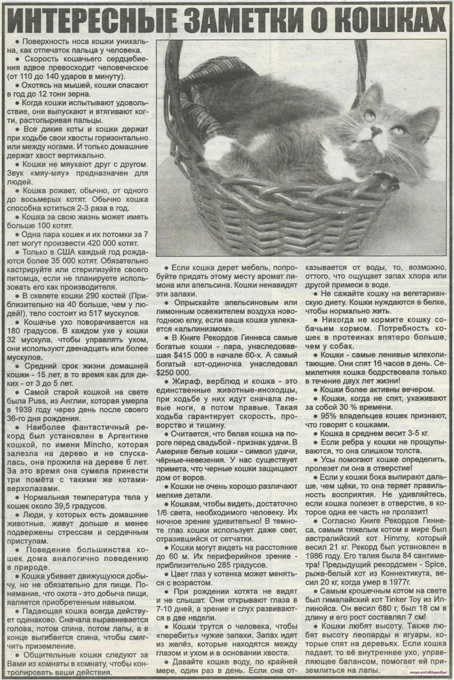 Продолжительность жизни кота