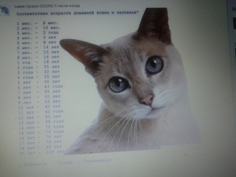 Кошачий Возраст