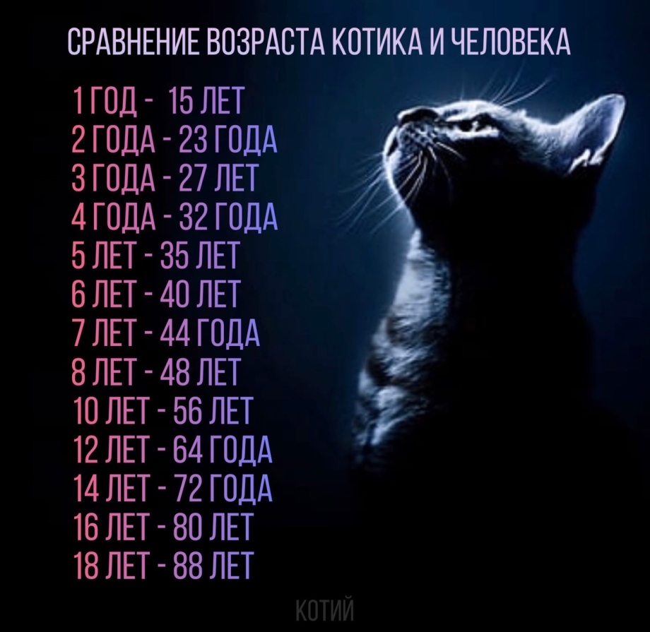 Кошачьи года