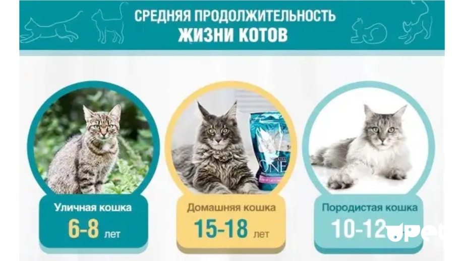 Средняя Продолжительность жизни котов