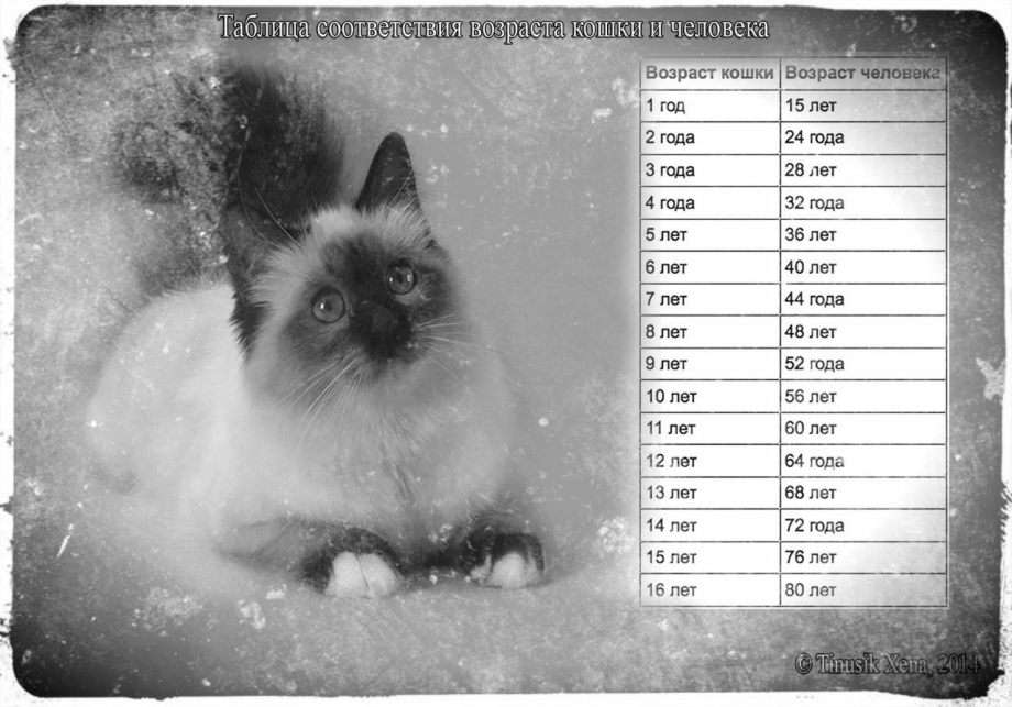 Кошачьи года в человечьи