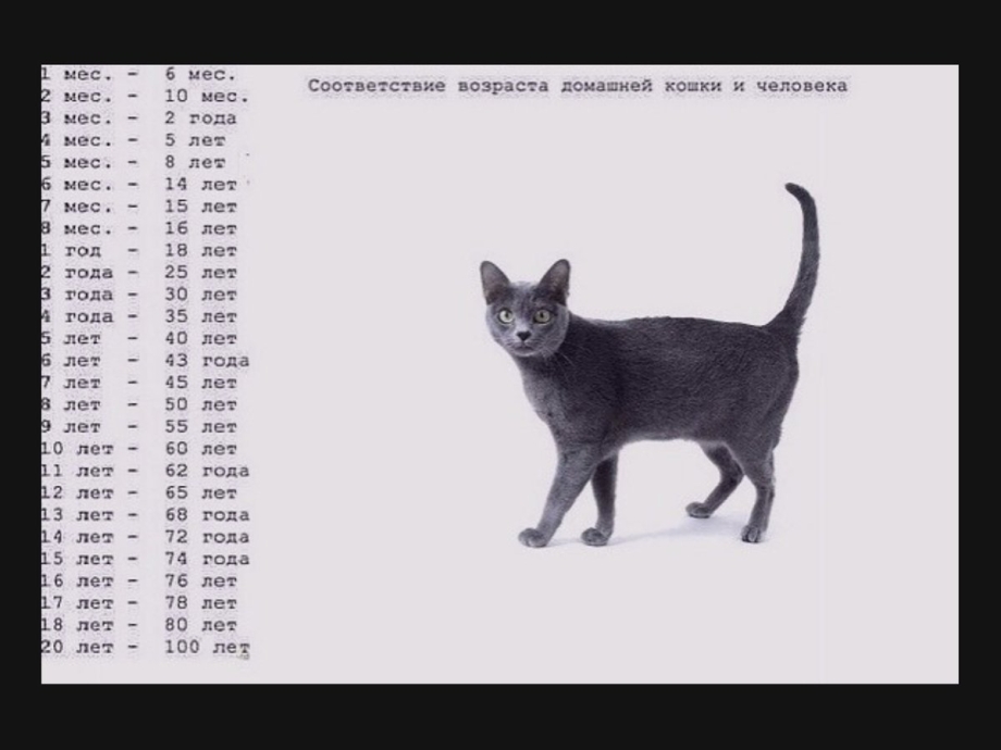 Кошачий Возраст на человеческий таблица