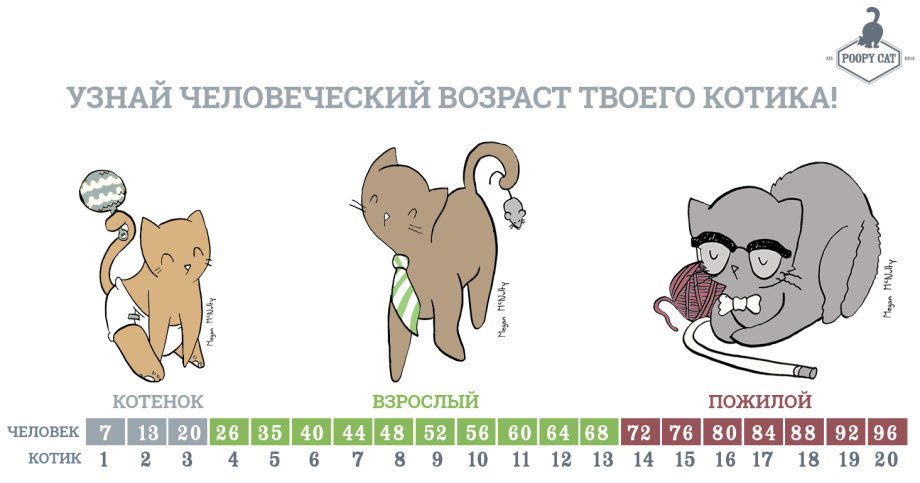 Возраст кота