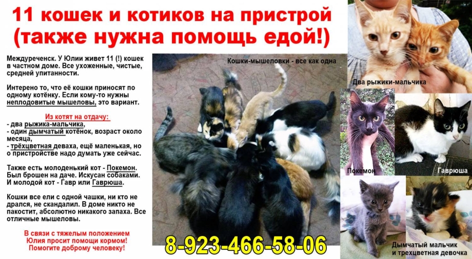 Сколько живут кошки