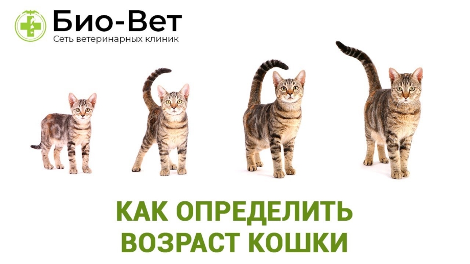 Возраст котят