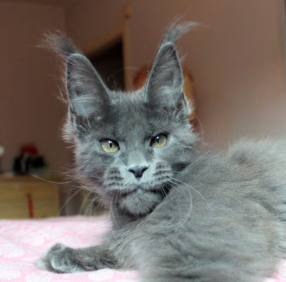 Мейн кун дымчатый черный котенок
