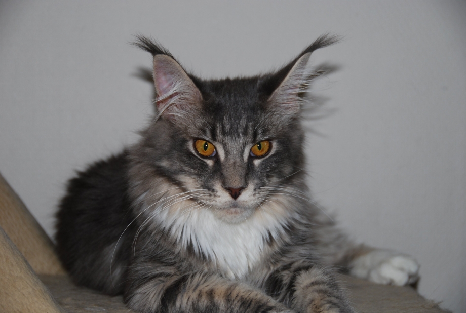 Котята Мейн кун белые
