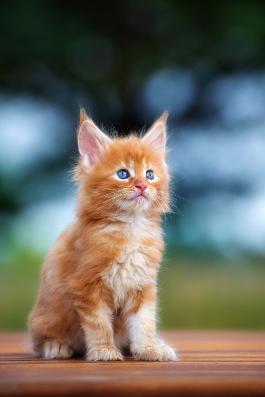 Котенок Мейн куна рыдий