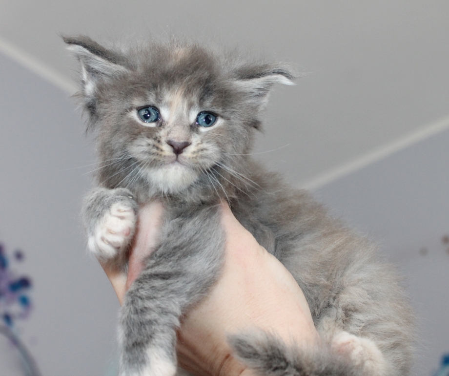 Кот Мейн кун рыжий с белым