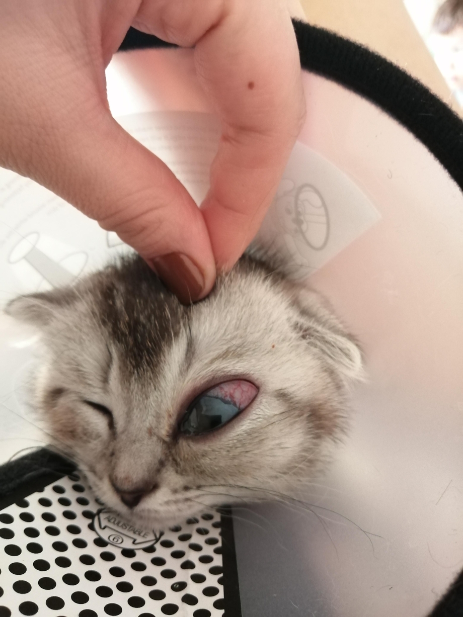 У котенка раздулся глаз