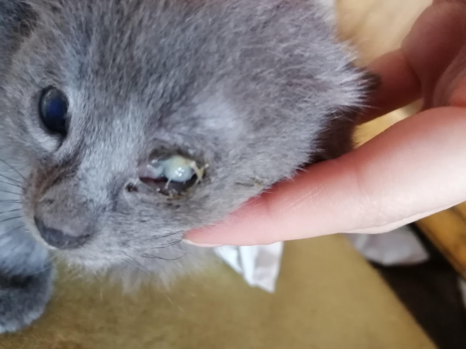 Как почистить уши кошке