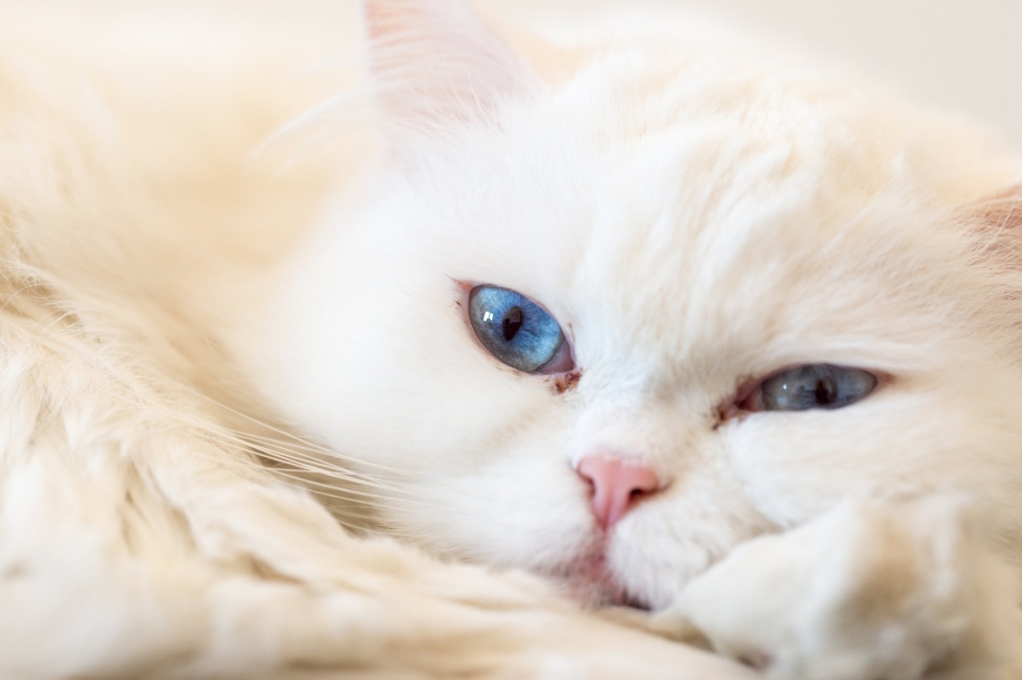 Коты брахицефалы