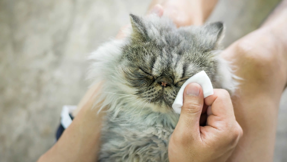 Why does a Cat sneeze