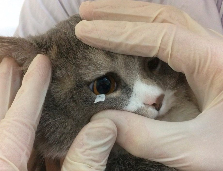 Запущенный конъюнктивит у котят