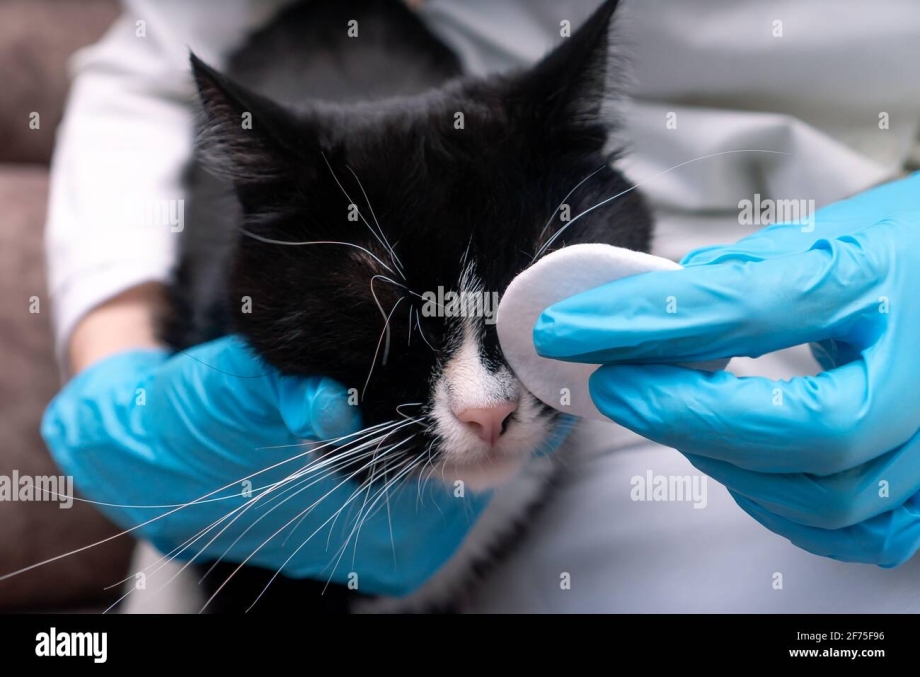 Шотландские котята коричневые выделения из глаз
