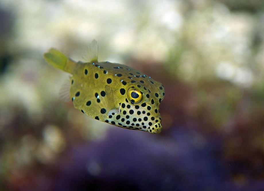 Boxfish рыба