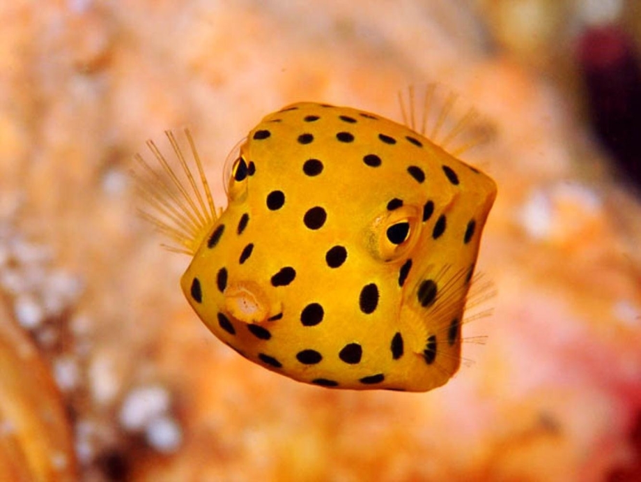 Ostracion cubicus