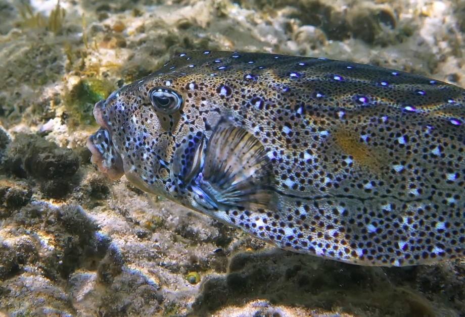 Рыба кузовок красное море
